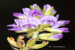 Psoralea corylifolia